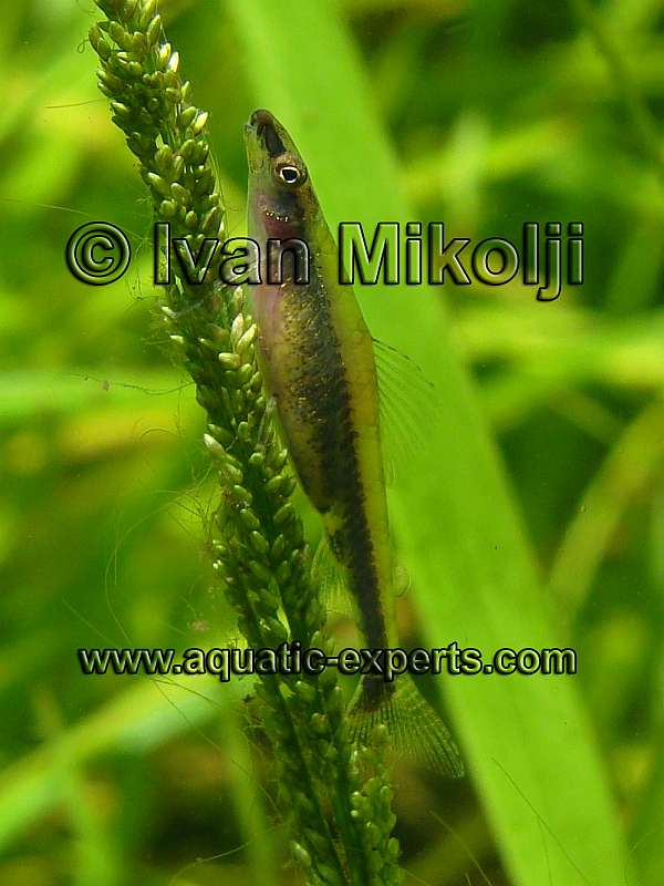 AQUARIUM FISH 7